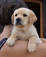 ROMEO 