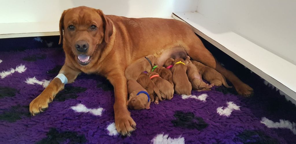Du Domaine De Biazak - Labrador Retriever - Portée née le 02/08/2019