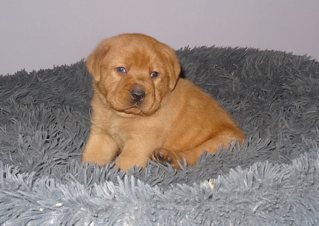 Du Domaine De Biazak - Chiots disponibles - Labrador Retriever