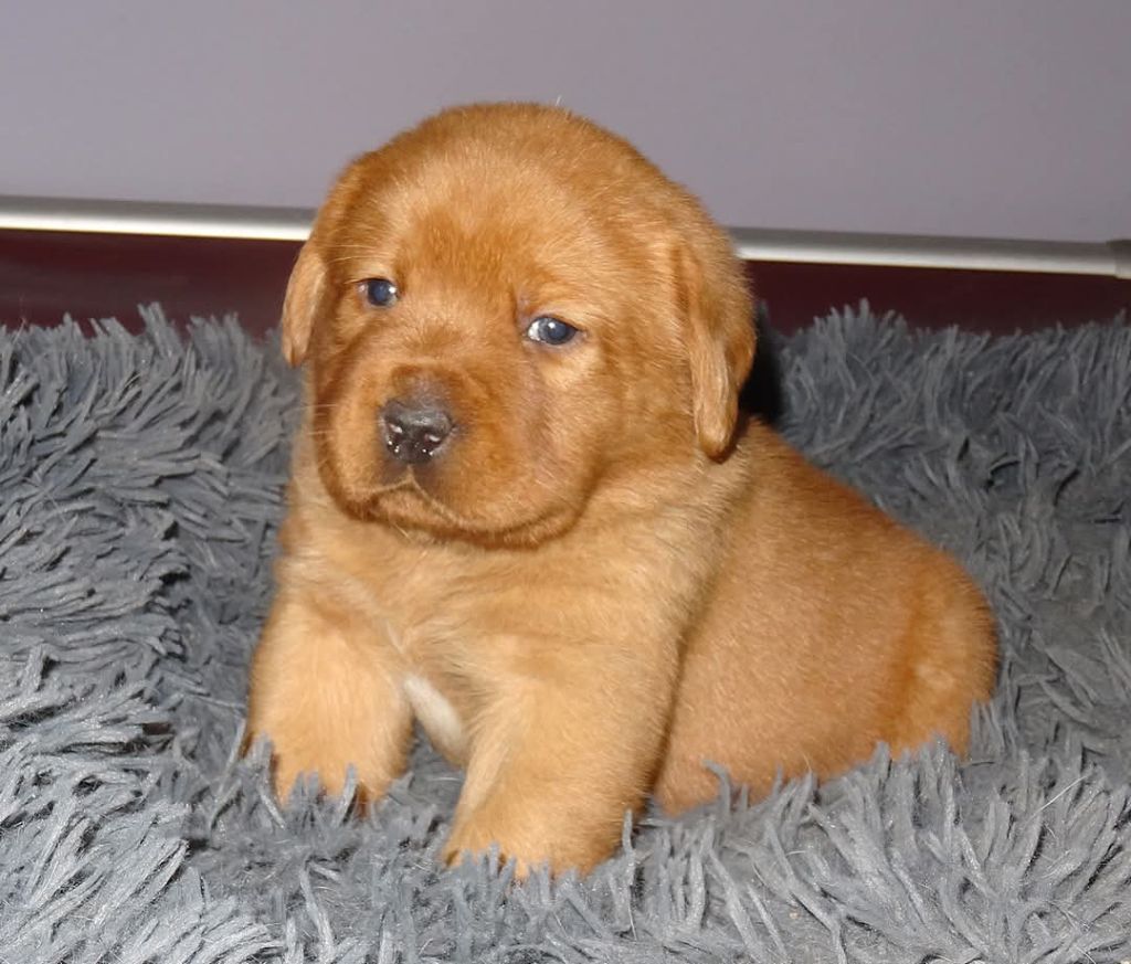 Du Domaine De Biazak - Chiots disponibles - Labrador Retriever